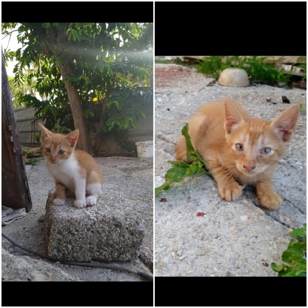 r0squete's tweet photo. Estos gaticos necesitan adopción!!! Donde están no pueden cuidarlos más 😔. Tienen 2 meses aproximadamente, ya comen bien solitos y son super buenos 😊. Si alguien pudiera ayudar contactar al 54281754 o 58283333.
@bacuba_ 
@CeDA_Cuba 
@FiloProtector
@unguajirocubano https://t.co/mZG862JrRj