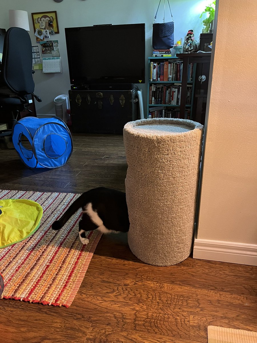 dawn_kimmy_nl's tweet photo. It took me going to 4 different pet stores but I finally found her a new scratch post. She really loves this kind for scratching so itโs important to get the one she likes so she will use it! โค๏ธ #petzone #Caturday
#CatsAreFamily
#CatsLover
#CatsOfTwitter
#CatsOnTwitter https://t.co/rcWNARc7N7