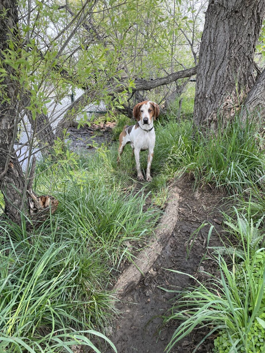 RobRobbEdwards's tweet photo. The Boulder Police Department have asked for the public’s help finding the person(s) involved in abandoning a dog at the East Boulder Recreation Center this week. The approximately three-year-old hound dog is likely deaf and mostly blind
https://t.co/3aJiaXOwy7 https://t.co/uTT0yKogbm