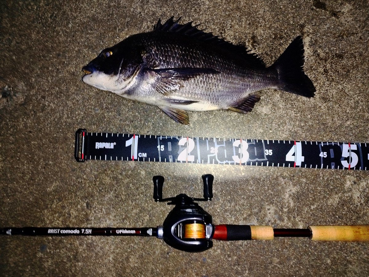 Mon_Low2071's tweet photo. チヌっ！
#コモド75h #アンタレスdcmd #Fishma #ベイトシーバス #ベイトチヌっ https://t.co/XBWp98Cs0Z