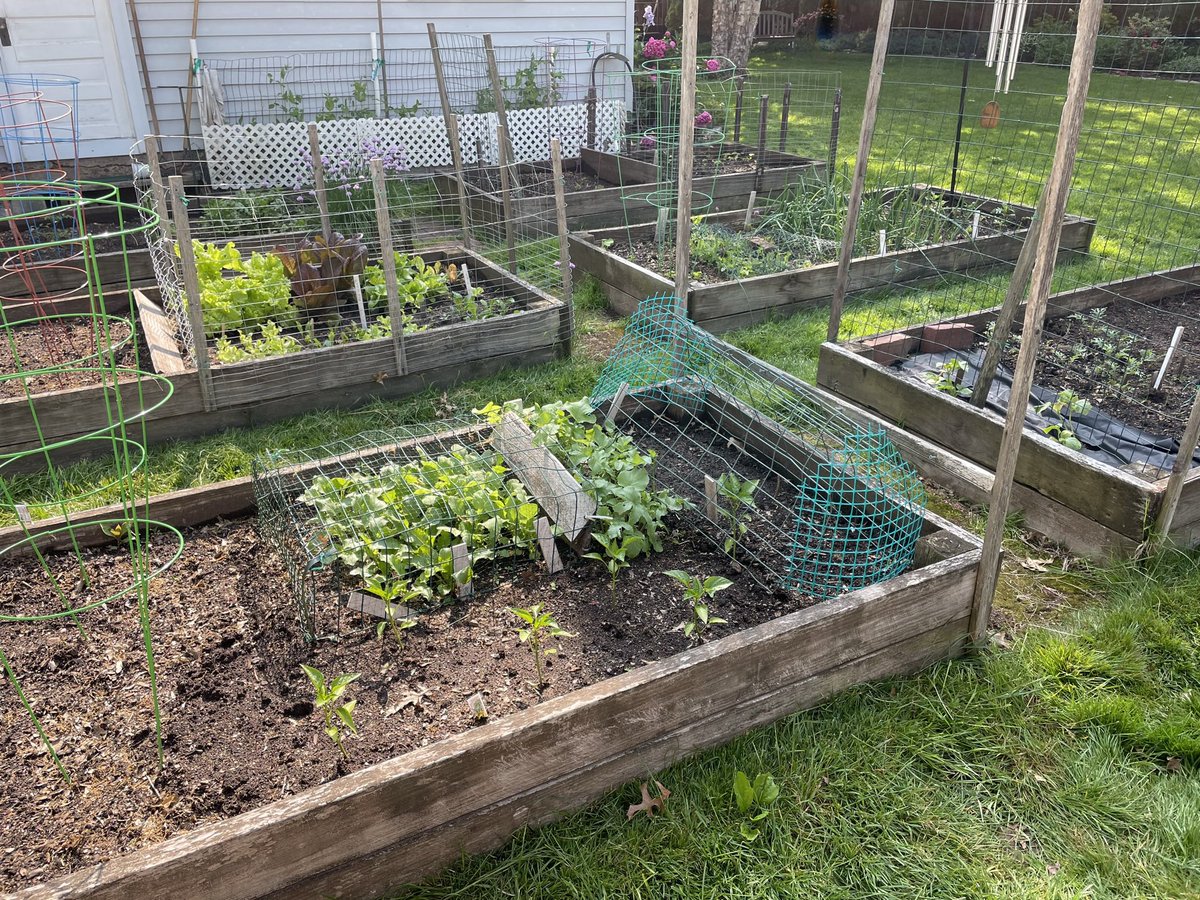 bkaydw's tweet image. We have been composting for &amp;gt;20 years, 3 stage turning and watering, and then using it in our raised beds…only plants, not animal bones/fat…it’s an easy habit to form, and definitely “feel good”…and it is great soil!
#StewardsofEarth 
#ONEV1 #wtpBLUE