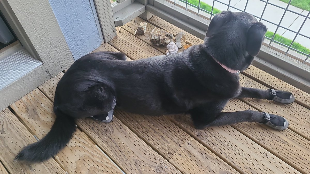 Athena is ready for her last week of field camp with the vibram soles of Ruff Wear booties. The cheap pair I grabbed for her wore out in 2 days. Time for the big guns. She's ready for Block Mountain! #Geology #dogdoratedegree