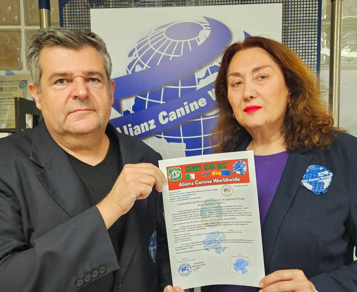 Sbaylou on Twitter "RT maelassal Le chien Aidi, "Berger de l'Atlas