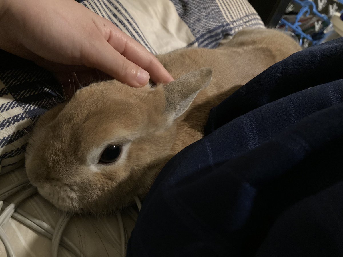 けだま～～～～～🥰🥰🥰🥰