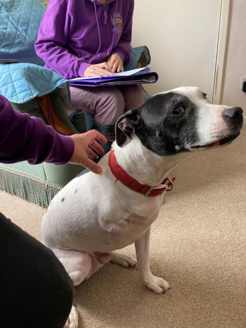 AdoptionsUk's tweet photo. Please retweet to help Nero find a home #BOURNEMOUTH #DORSET #UK 
Super affectionate, aged 10, sadly his owner has passed away. He's good in the car, can be left, can live with children aged 12+ as the only pet. Please give an extra share
DETAILS or APPLY https://t.co/tZGv5dGZED https://t.co/KLMc7asSSZ