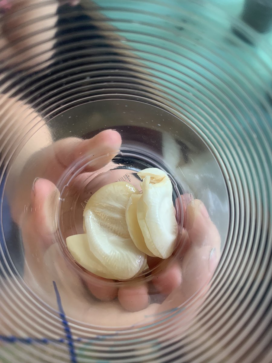 Grade1F's tweet image. Plant investigation to learn about needs of living things! We have begun to grow plants from seeds. We decided to test what would happen if we put one in the closet without sunshine, one in the freezer, one without dirt, &amp;amp; one without water. Gr1 scientists will make observations.