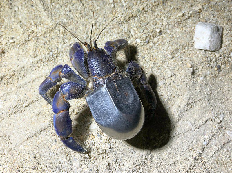 Meet lug-nut. 
One of my strangest finds so far. I found a blueberry hermit crab adapting with a lug nut cover. experiment.com/projects/blueb…