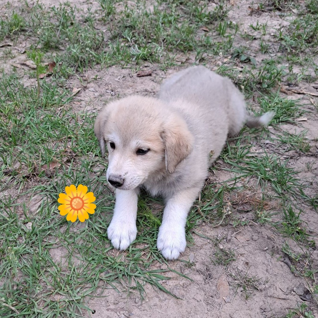 TuesdaysTanner's tweet photo. Very important poll!! Who is best puppy? https://t.co/C9ZQlTRLr8