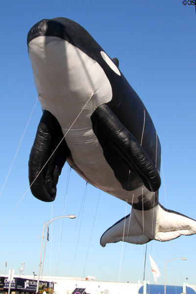 AWhaleADay's tweet photo. It's a bird
It's a plane
It's an orca https://t.co/0MHeu1mAr1
