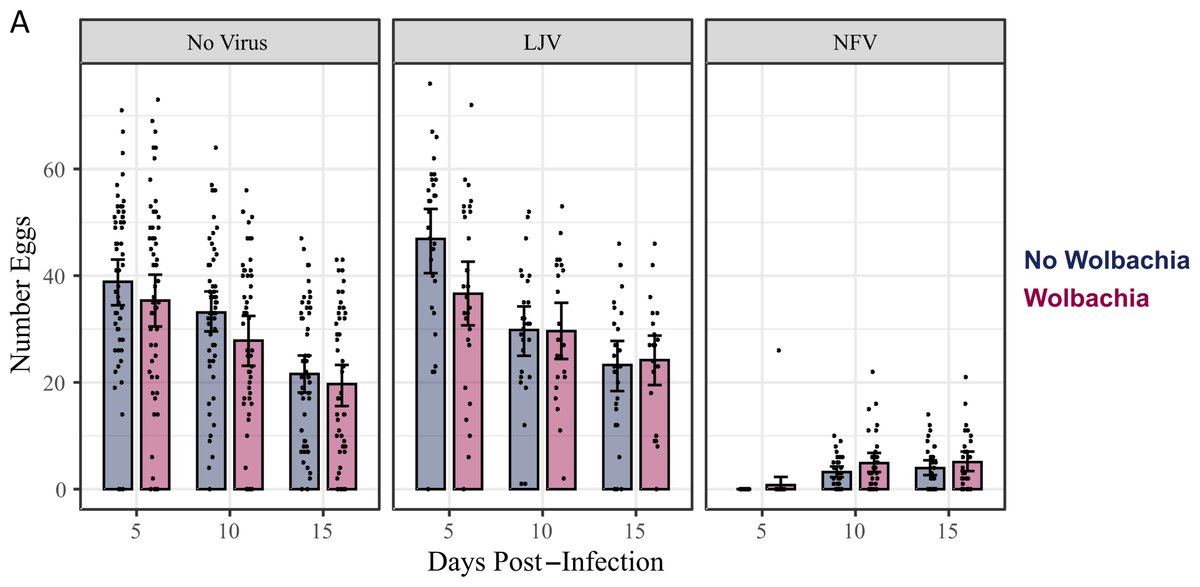gbrunerm's tweet photo. Exciting news!  We are thrilled to announce our research paper shedding light on the remarkable antiviral effect of #Wolbachia. Our findings reveal its effectiveness against two newly discovered #viruses.
#Symbiosis #CambridgeUniversity #CoibaAIP

https://t.co/Xdyi3S5fPr https://t.co/iDDJAtZIIm