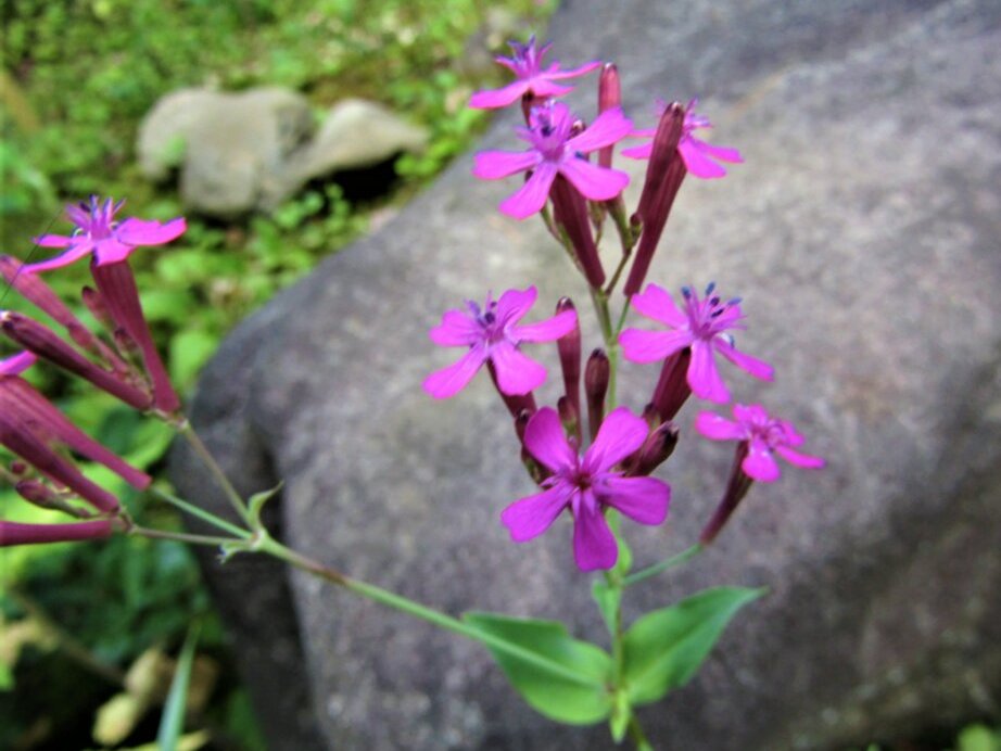 TonogayatoTeien's tweet image. #ムシトリナデシコ は茎から粘液を出して小さな #虫を捕える そうです。ちょっと見てみたいですね。

#Catchfly or, #SileneArmeria can trap insects and pollen with the stems coated with a sticky substance. You may have a chance to see it!?

#虫捕り撫子 #殿ヶ谷戸庭園
#TonogayatoGardens