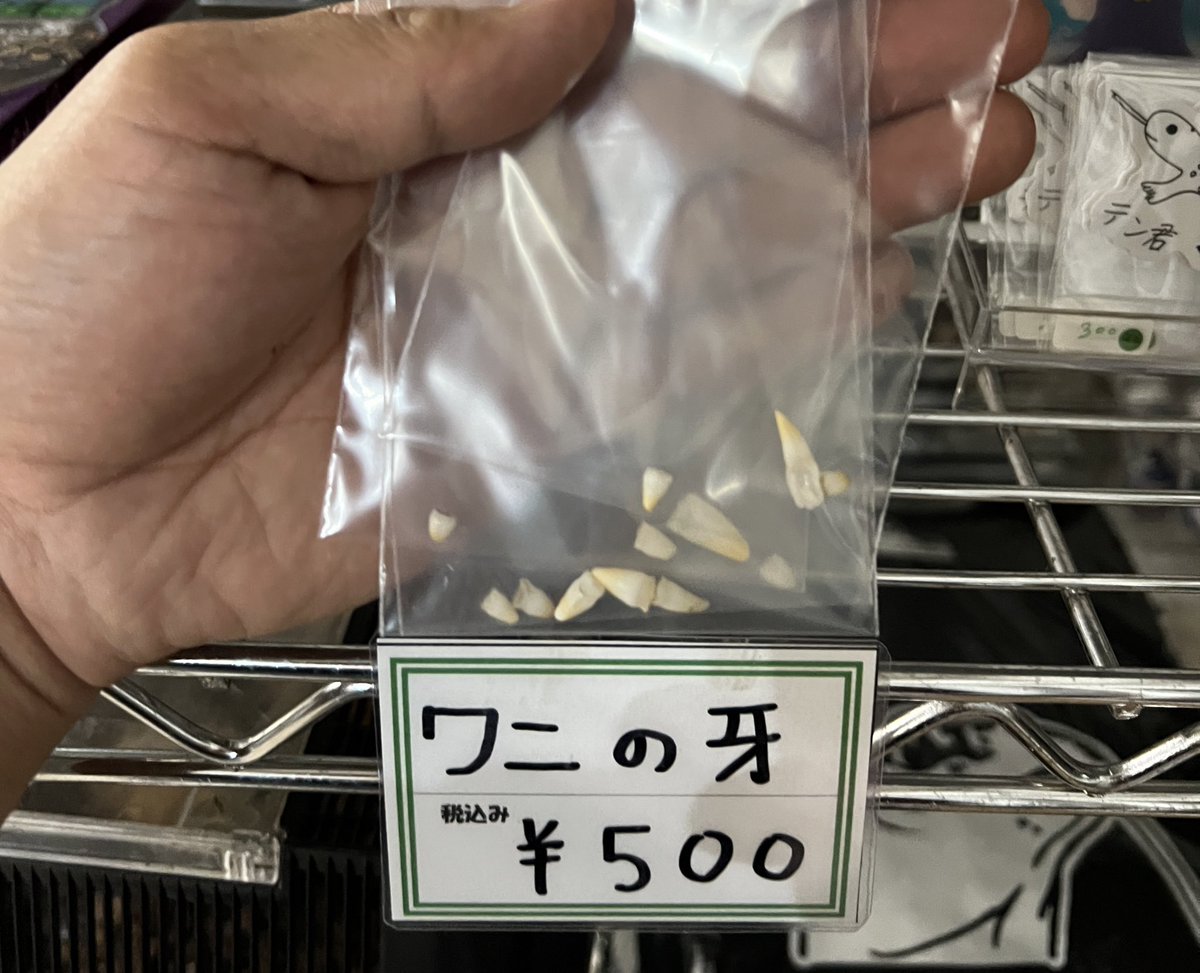 fukayahachu's tweet photo. コケ取りしながら抜け落ちたワニの牙を回収して頂きました
個数限定です https://t.co/U9izyuRDOT
