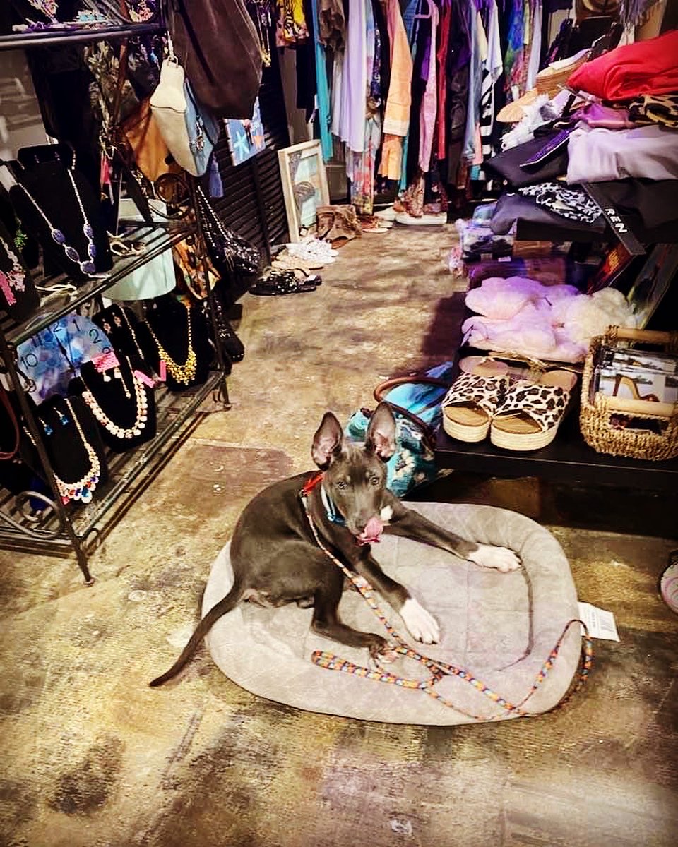 Hanging out with Pepper at our booth (E-14) in Painted Tree Boutique #shoppaintedtreematthews #giftshop