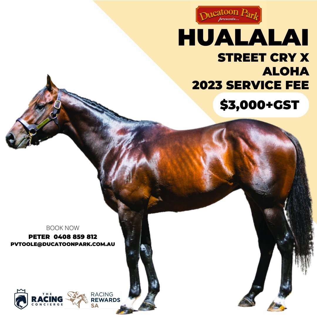 ducatoon's tweet photo. @TrevDonaldson ALOHA and well said @TrevDonaldson , an outstanding family 

We announce today that his 1/2 brother HUALALAI will again stand in SA this season with a fee of $3,000

@SAbreeders https://t.co/56tHFNjwnW