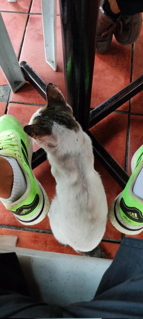 ILoveAustrali13's tweet photo. Happy Sunday folks ❤️🙏👊. I'm the only one not eating at the restaurant as I had breakfast already yet this little fella chooses to sit by me 😹😹😹😹. #catmagnet. https://t.co/aAuWvX2zgT