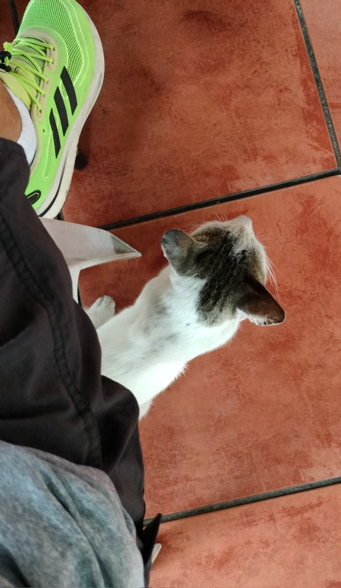 ILoveAustrali13's tweet photo. Happy Sunday folks ❤️🙏👊. I'm the only one not eating at the restaurant as I had breakfast already yet this little fella chooses to sit by me 😹😹😹😹. #catmagnet. https://t.co/aAuWvX2zgT