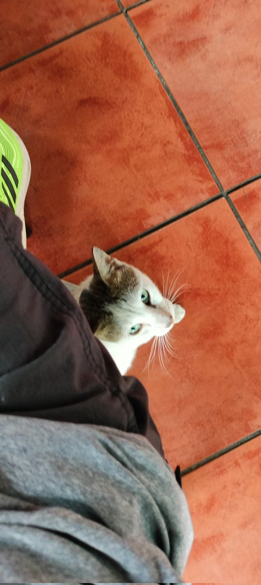 ILoveAustrali13's tweet photo. Happy Sunday folks ❤️🙏👊. I'm the only one not eating at the restaurant as I had breakfast already yet this little fella chooses to sit by me 😹😹😹😹. #catmagnet. https://t.co/aAuWvX2zgT