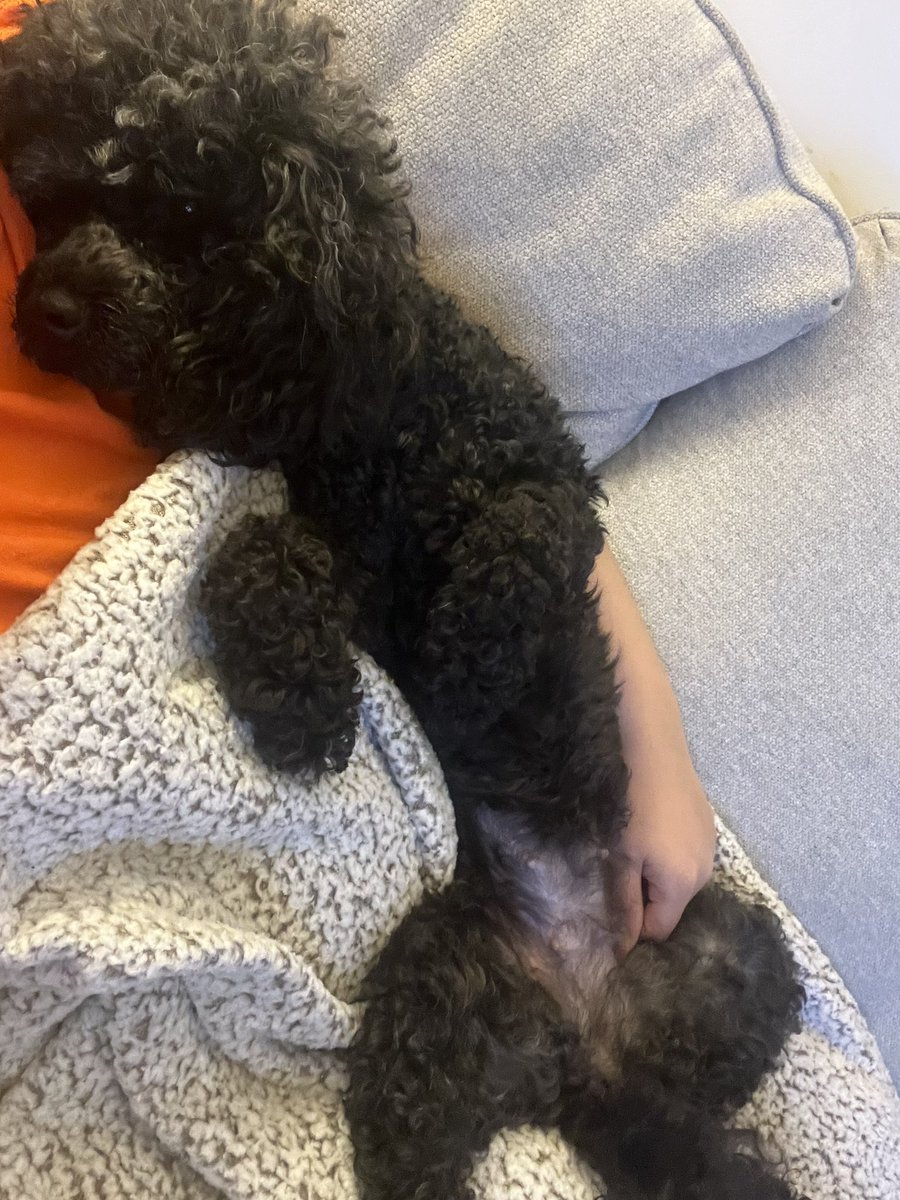 eeedition's tweet image. No one lives a better life than dogs!