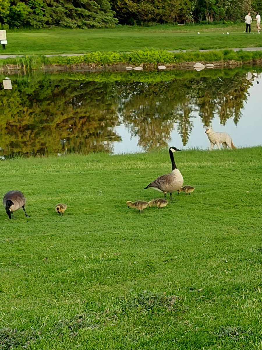 KurtFast's tweet image. Fake coyotes on a golf course do not work.