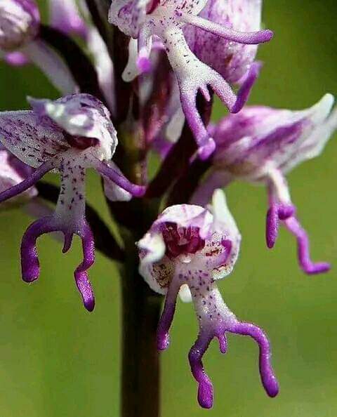 Hanging naked man orchid. 😁
