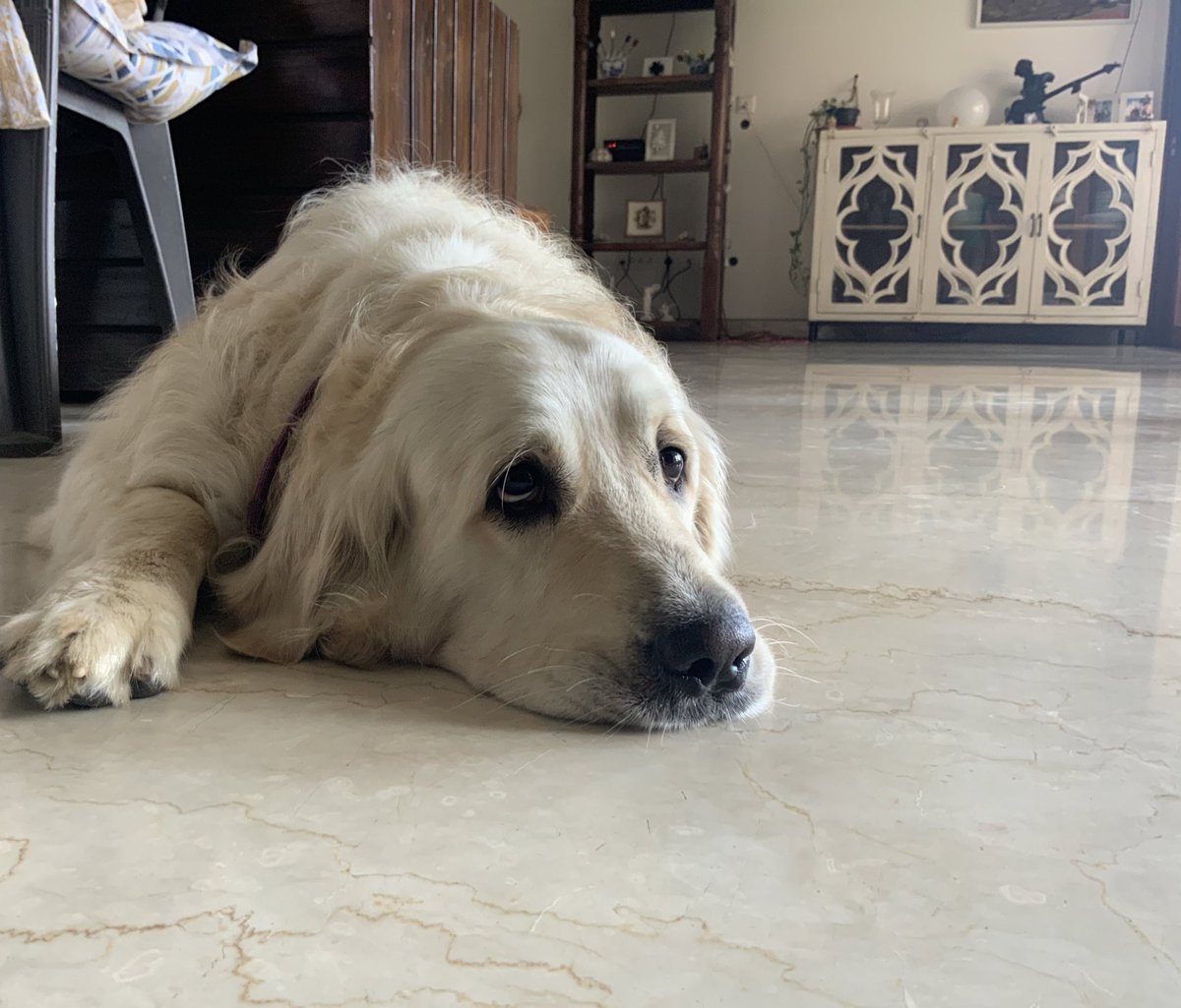 bacio_the's tweet photo. Can we go for a walk puhleaseeee ? https://t.co/cBVv7onClv