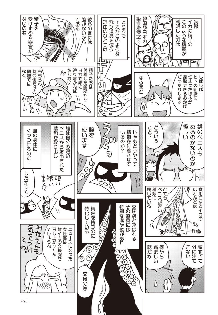 便乗してイカの精莢に関するお話を拙著「ダーウィンの覗き穴マンガ版」より抜粋。