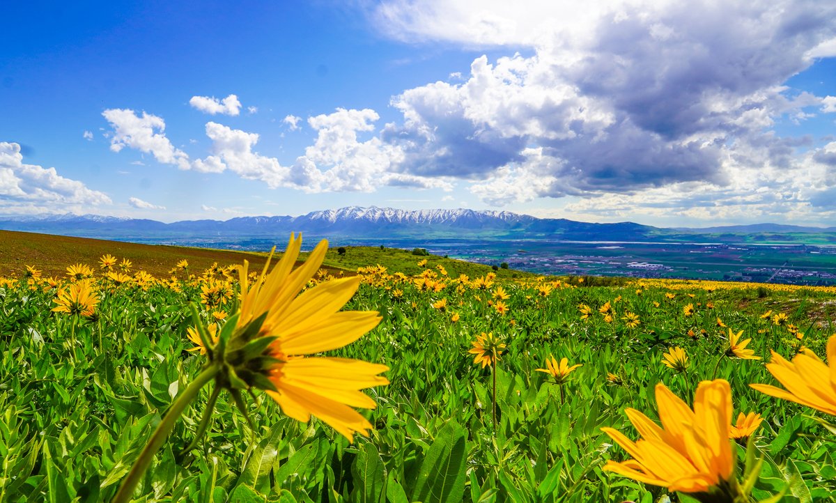 DennisHinkamp's tweet photo. Get out of the house. #Utah @UtahIsAwesome #LoganUT #spring2023 #NaturePhotography https://t.co/6yeqG6MPjp
