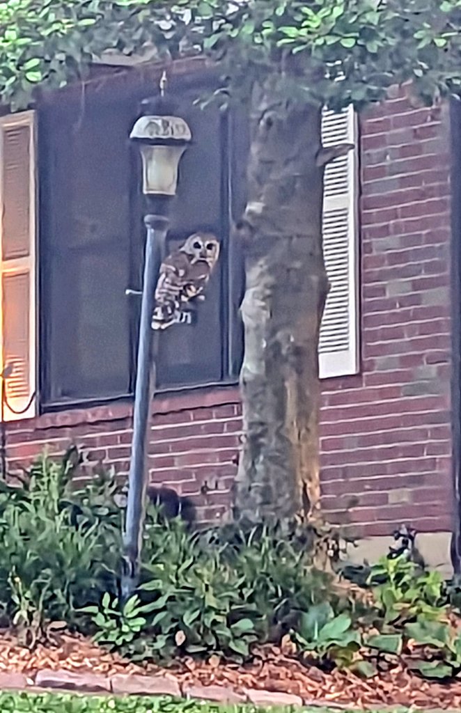 Ever feel like you are being watched? 🦉

#barredowl #whocooksforyou