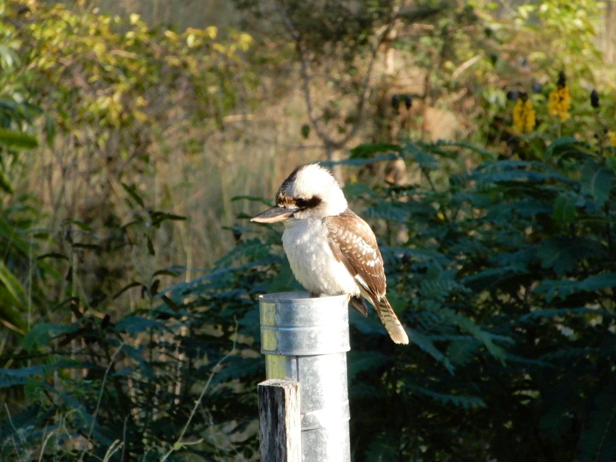 Kookaburra on the rain gauge getting toasty in the morning sun.
 
#GardeningAustralia
 
allforgardening.com/490227/kookabu…