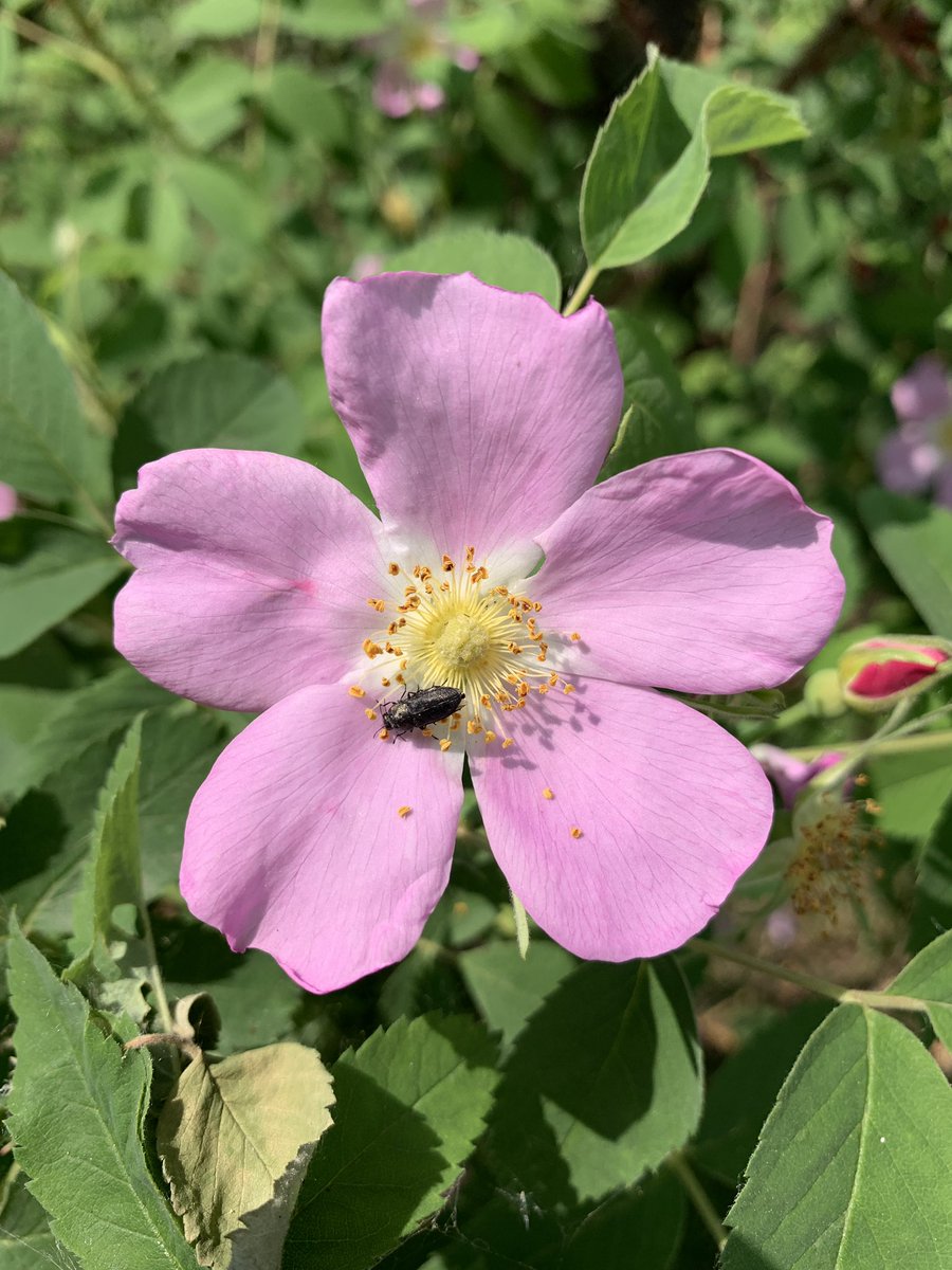 The beautiful #Alberta wild rose. #provincialflower