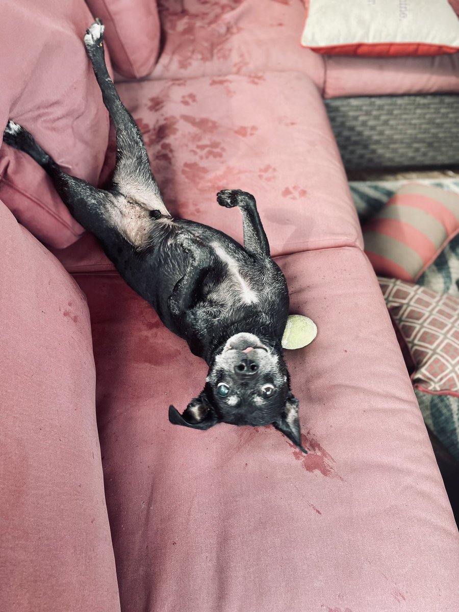 BDCantillon's tweet photo. @jointdocShields happy Memorial Day weekend, I know you love dog pics. This is our 13 year old mutt that acts/plays like a puppy with the perfect post pool pic where he’ll play all day jumping in chasing his ball. #wisconsinsummers https://t.co/lRhm5iRcEj