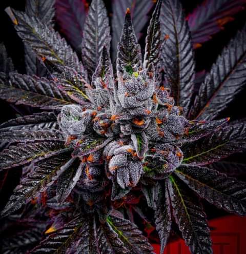 Apple Banana Zoop 💚😊