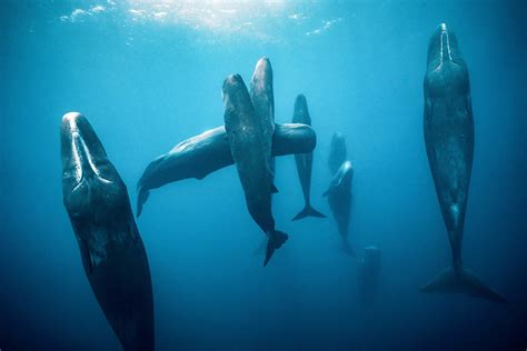 Did you know sperm whales sleep vertically?