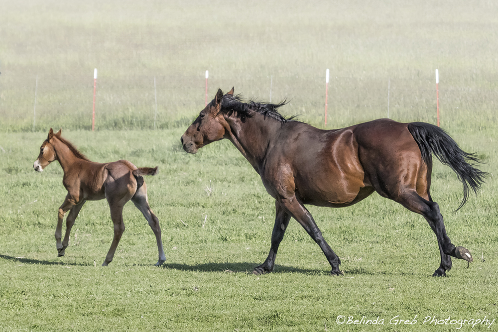 'You can learn many things from children. How much patience you have, for instance.'–Franklin P. Jones 
Chiloquin Mare And Filly Running, No. 1 
belinda-greb.pixels.com/featured/chilo…
#photography