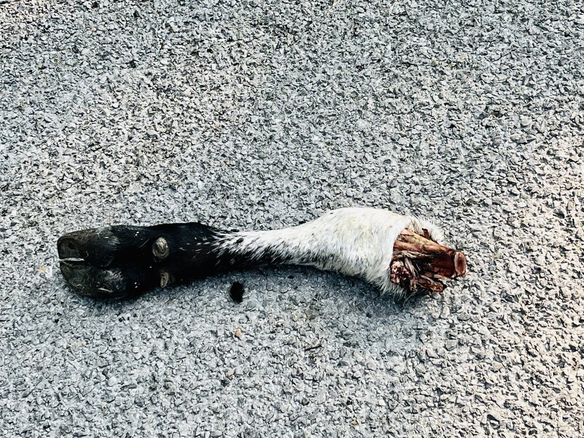 How ‘bout this road find ⁦<a href="/creedworthen/">Creed Worthen</a>⁩ ⁦@DozaEric⁩ I didn’t pick this one up