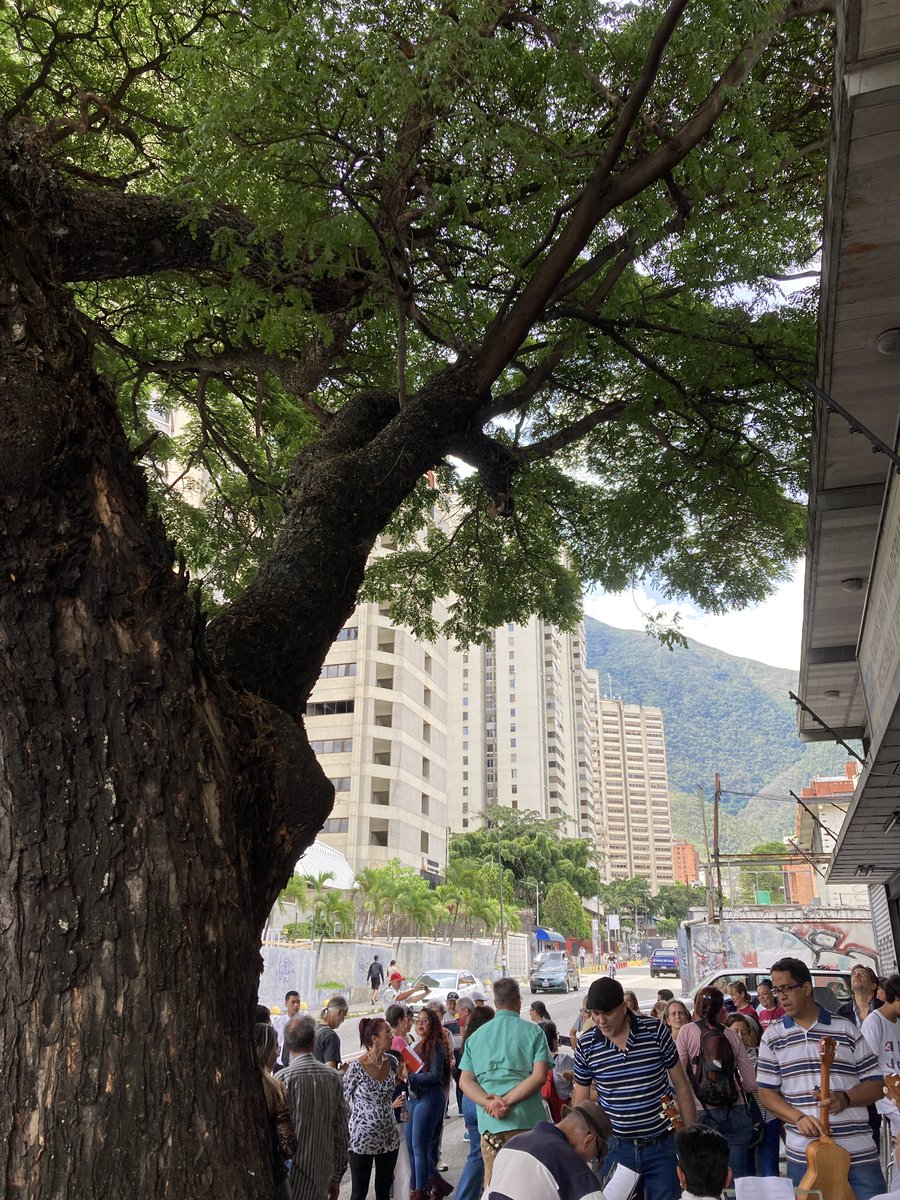PlantadosCCS's tweet image. Está el samán mutilado de Él Cigarral. Una escena que no debería repetirse nunca más.

Y está la celebración de vecinos de Los Dos Caminos, porque el samán (+100 años), al inicio de la Av Sucre, ahora forma parte del patrimonio municipal. Una escena que debería multiplicarse.