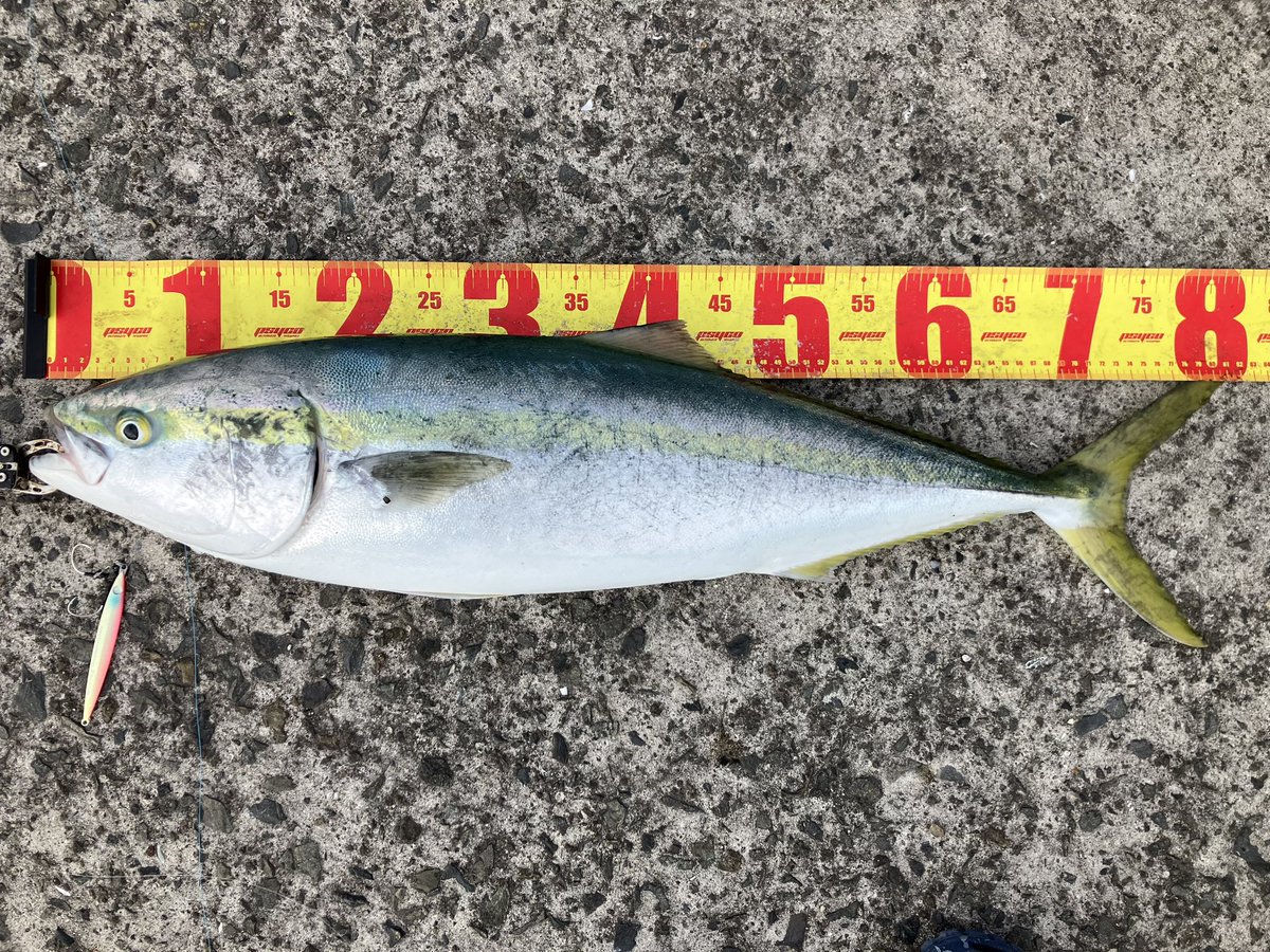 今年初青物！🐟

フォール中にえらいライン出るなと思っていたらヒット！

初速エグすぎて一生止まらないかと思いました😅

ジグは安定と信頼の撃投ジグレベル！

80cm  5.3kg

#撃投ジグレベル