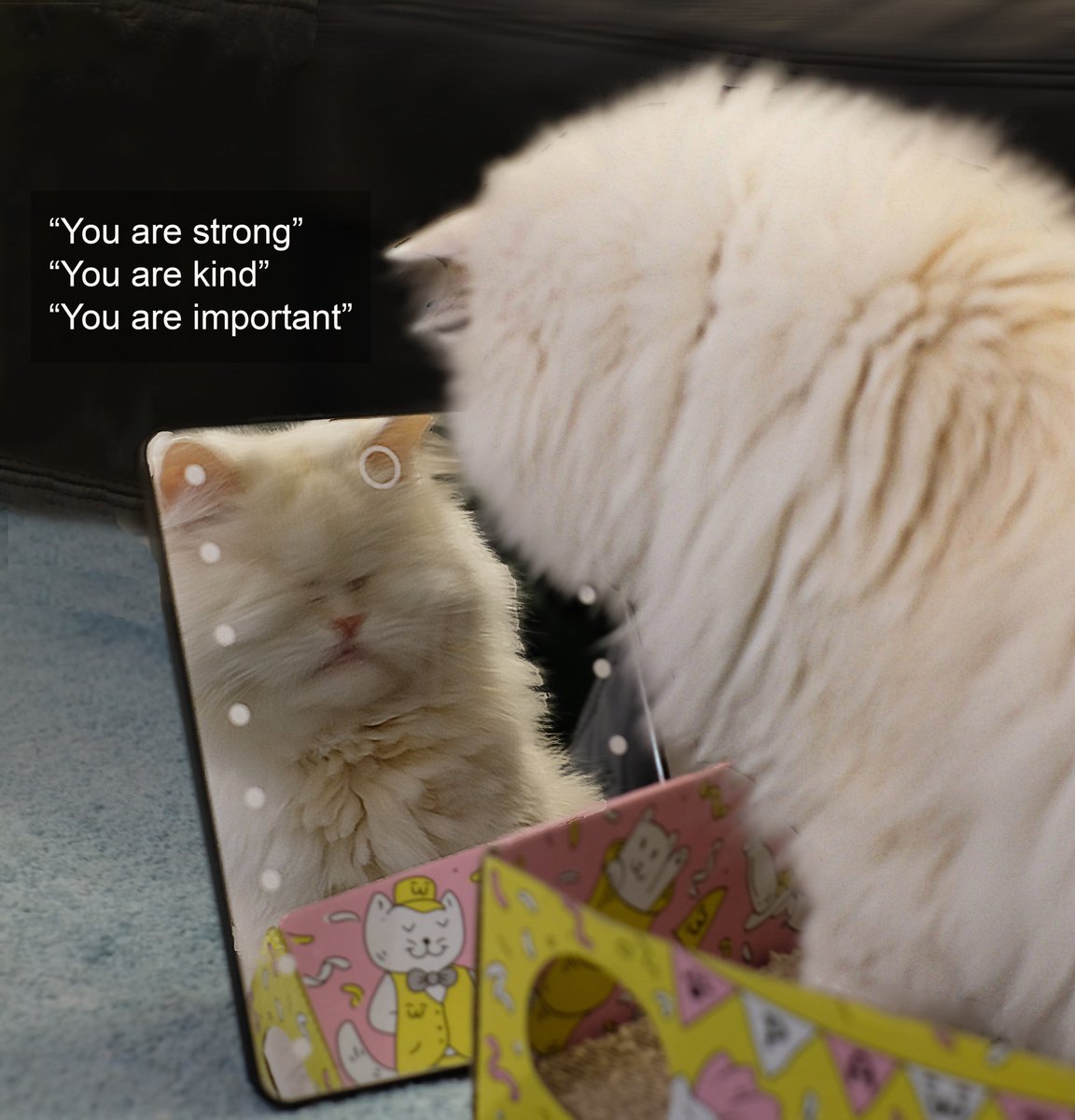 Happy #CatBoxSunday!
Remeber - mew are pawmazing. 
xox

#cats #CatsOfTwitter #motivation