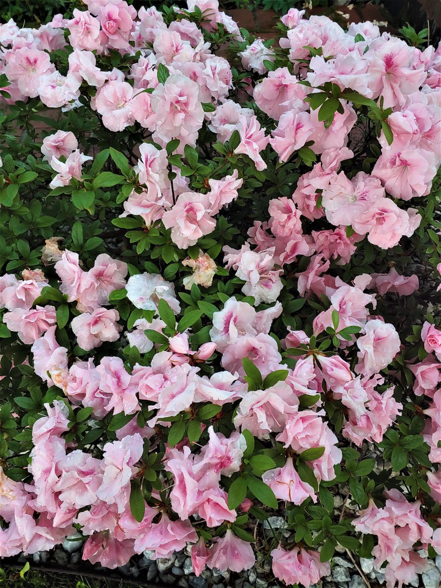 Late-blooming azalea