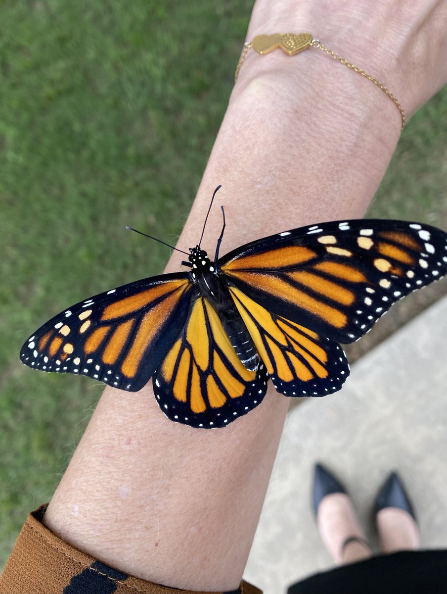 My first monarch #butterfly released for 2023! This beautiful female is the last larva I found at my old house, and my first release of the year! 💕🦋