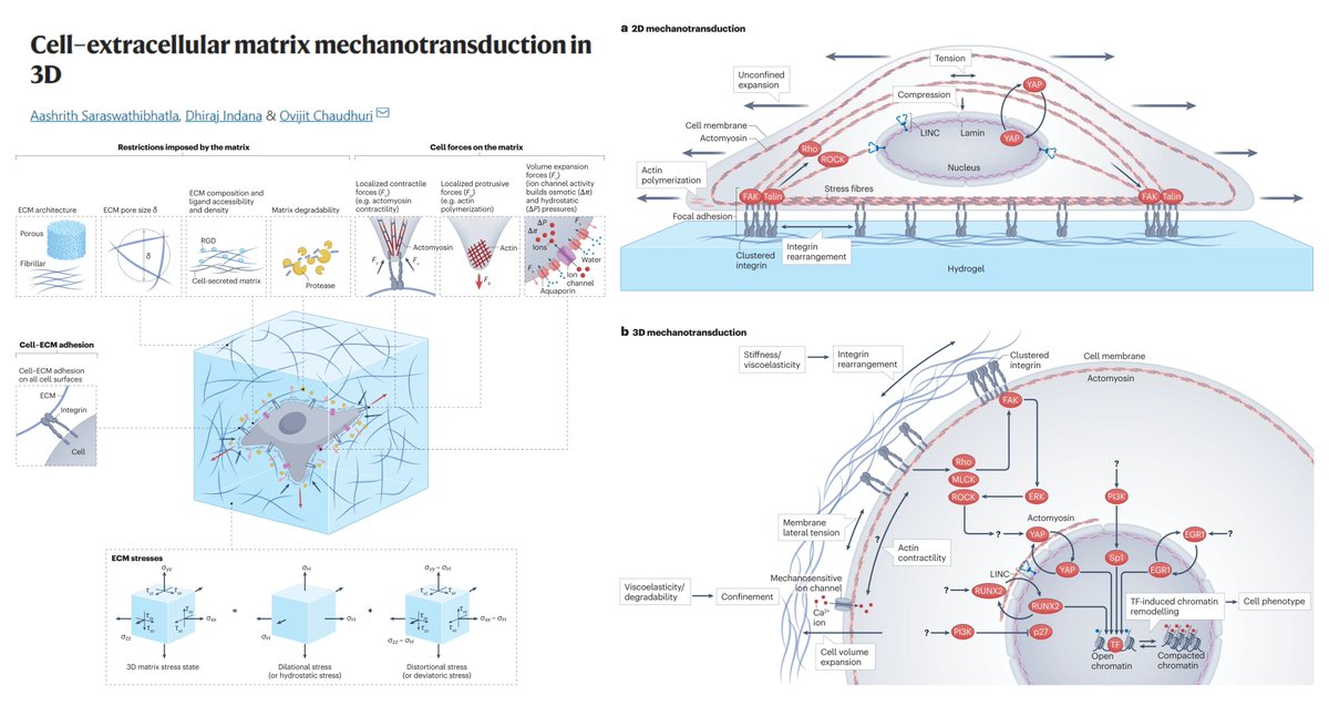 Cell–extracellular matrix mechanotransduction in 3D

Must-read for all #Mechanobiology/#Organoid lovers & tissue engineers

Love to learn more on mechanoepigenetics & transcription factors in 3D😍

Dr. Ovijit Chaudhuri lab @NatRevMCB 2023 @theChaudhurilab
nature.com/articles/s4158…