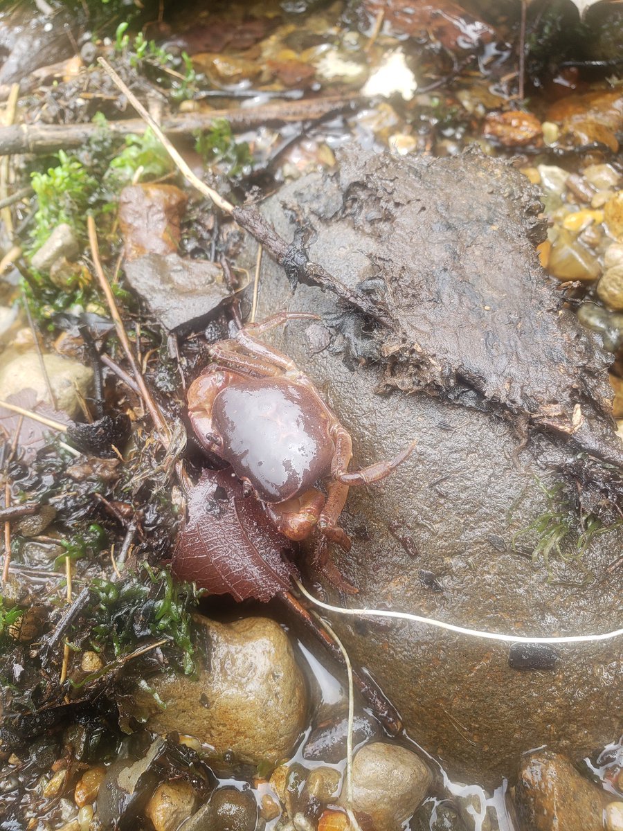 「第一、第二サワガニ発見!なかなかでかい」草薙芳のイラスト