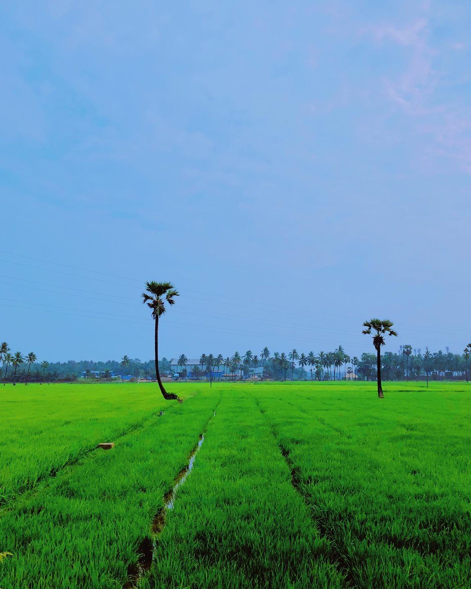 Praveen_nature's tweet photo. #Nature #Naturelover #Natureshot #NatureBeauty #NaturePhotograhpy #Paddy #Paddyfeilds #Greenary #Agriculture #Beautiful #Konaseema #Bhimavaram #Amalapuram #Palakollu #Rajahmundry #Tenali #Vizag #Guntur #Nellore #Andrapradesh #India #IncredibleIndia https://t.co/mQwbCQETFW