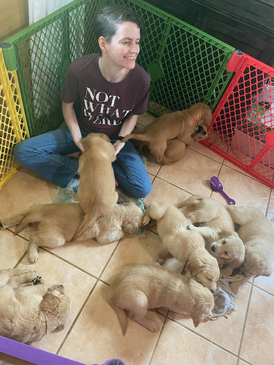 Talwyn7's tweet image. Got mobbed by 10 golden retriever puppies today.  Totally worth getting mauled by their sharp puppy teeth! #puppylove