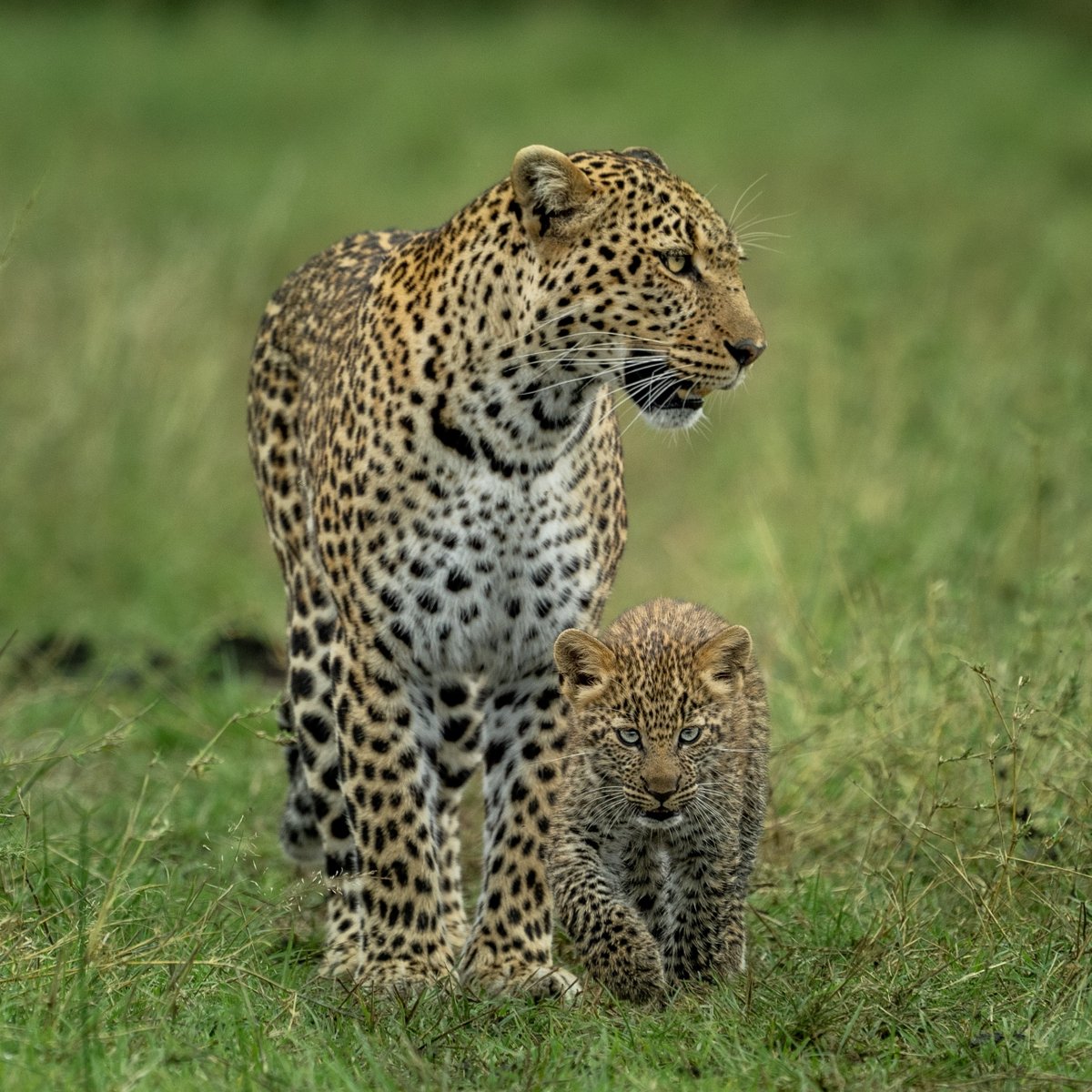 The Blade of the King begins to emerge.

#wild #animal #nature #photography