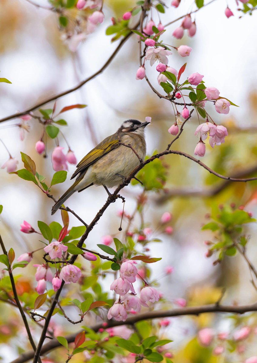 I photographed birds eating petals.
#nature #birds #photographyenthusiasts