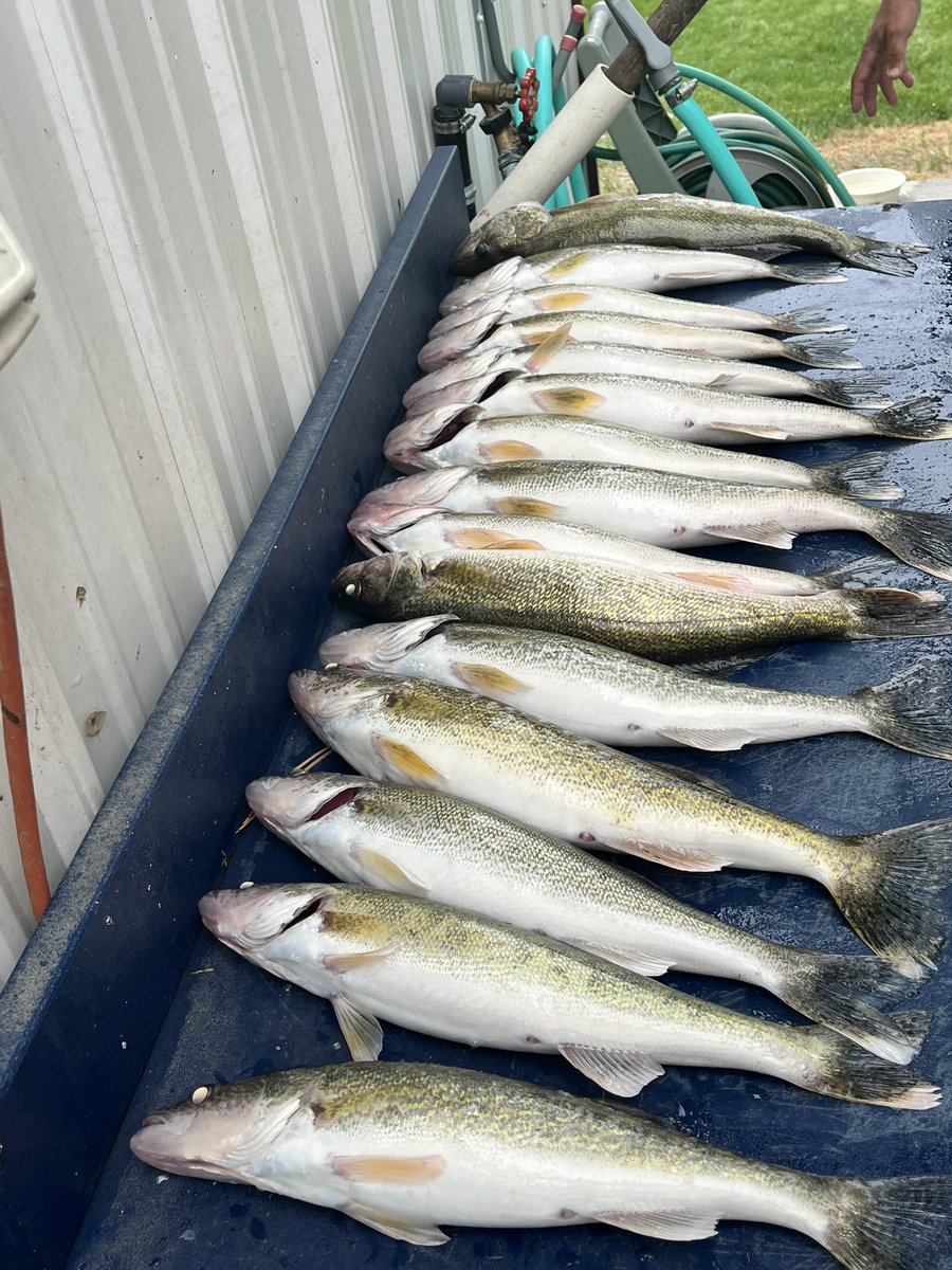 Summary of my day:

1 - Minnows were dead when I woke up

2 - Road access to our spot was “dicey”

3 - My phone got a “burial at sea” midway through the day

4 - Of all the walleyes caught…I was responsible for…one…

And yet…it was an AWESOME day on the water!  #LimitsOnly