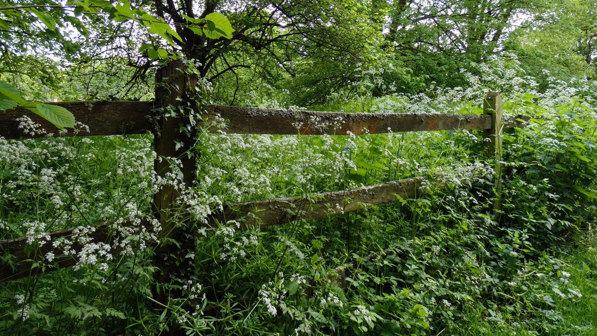 'In nature's infinite book of secrecy
a little I can read.'

A&C, A1S2
#ShakespeareSunday