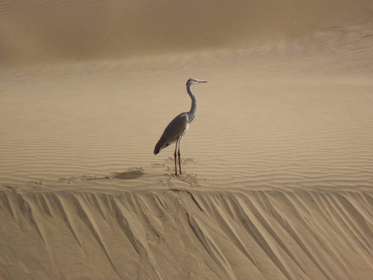 Grey heron in the sand dunes #birding #birdlovers #BirdsOfTwitter #birdoftheday #BirdUp #birdwatcher #birdwatching #Herons #maspalomas #GranCanaria