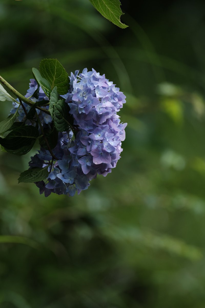 紫陽花撮りに行きたい📷

#富士フイルム #fujifilm #今日もX日和 #xh2s #xf150600mm